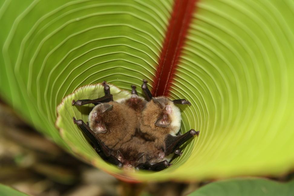 Spix�s disc-winged bats roost