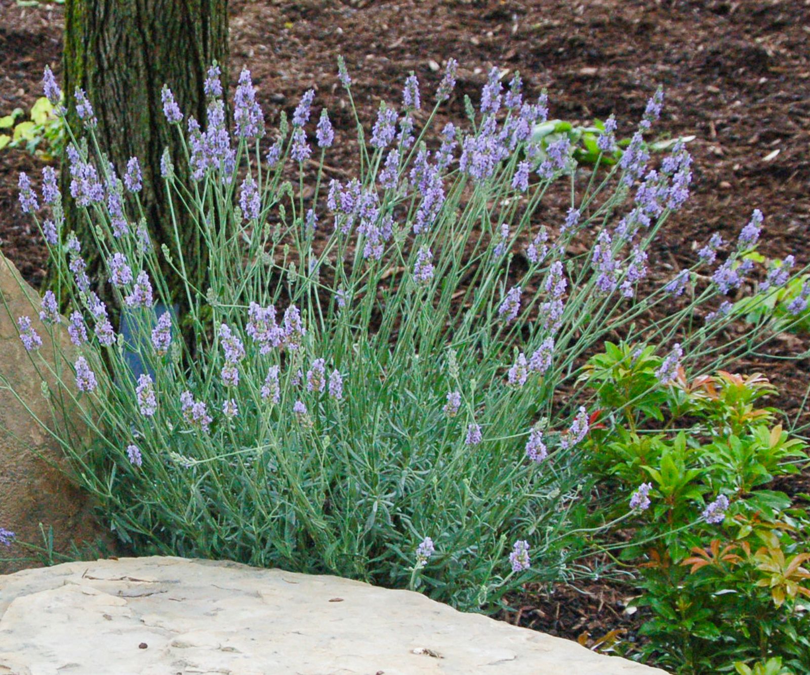 Best lavender varieties 14 fragrant picks for every garden Homes
