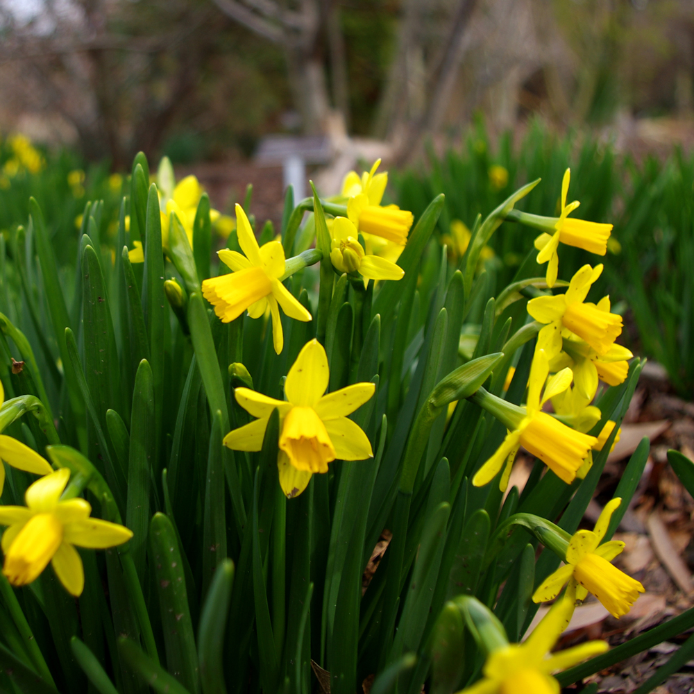 And the most popular flower bulb for spring 2018 is... Ideal Home