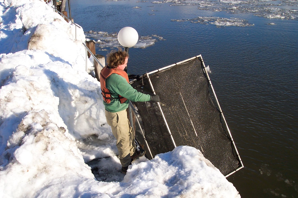 A box trap used to collect mature females. Photo shows typical wintertime conditions encountered at Hudson River collection sites.