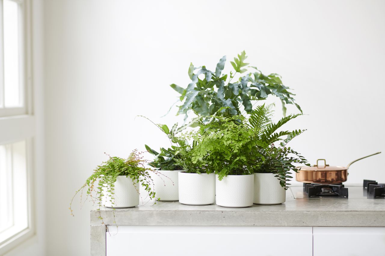 Where to Buy Houseplants — 6 Places to Look Online for Indoor Plants