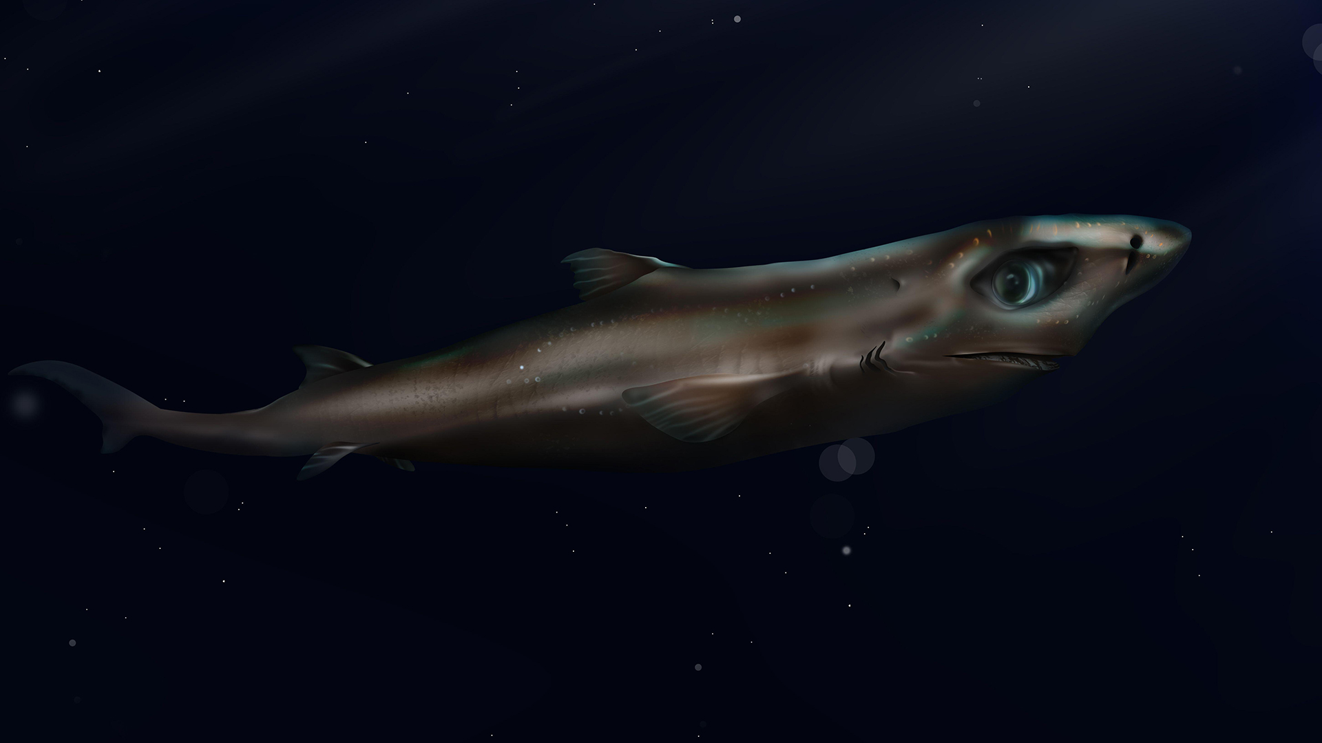 The dwarf lanternshark (Etmopterus perryi) is the world&rsquo;s smallest shark species.