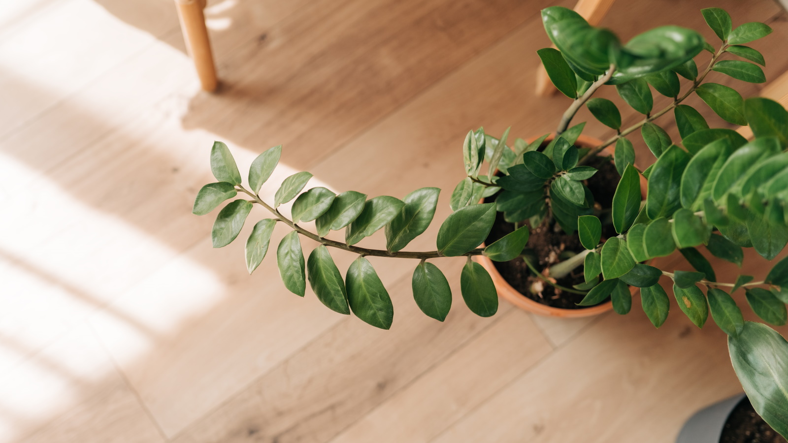 Why is my ZZ plant drooping? Experts reveal 3 common causes Homes and