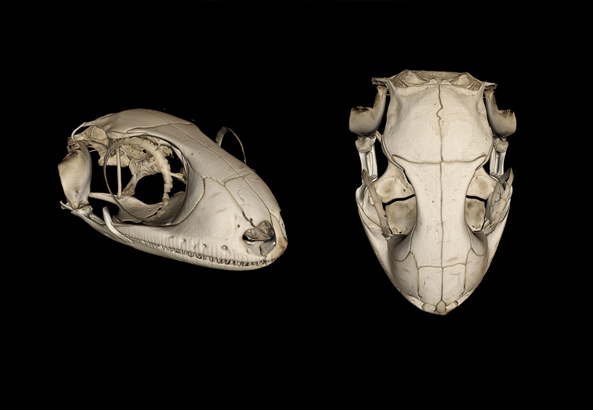 Skull renderings of the new gecko species from micro-CT scans.