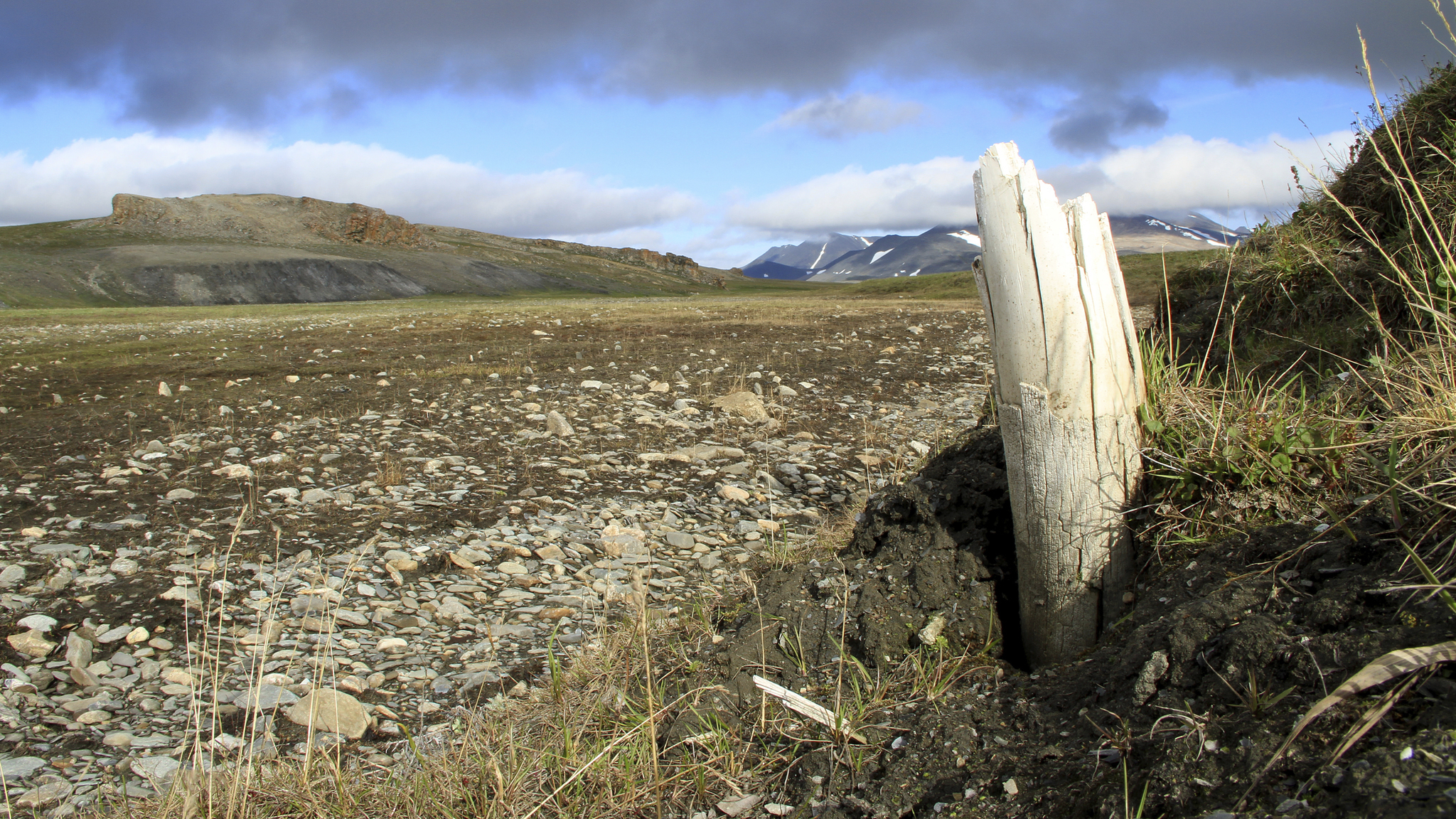 A woolly mammoth tusk emerges from permafrost on Wrangel Island, in northeastern Siberia.