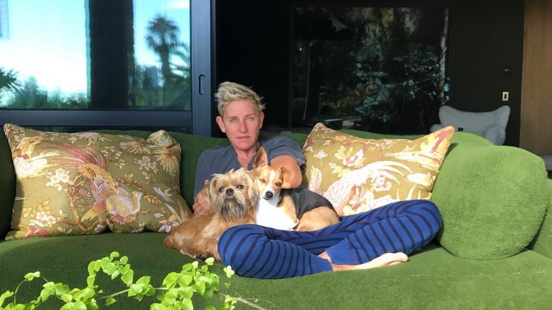 Ellen DeGeneres’ dogs Kid, Augie, Mrs. Wallis Browning PetsRadar