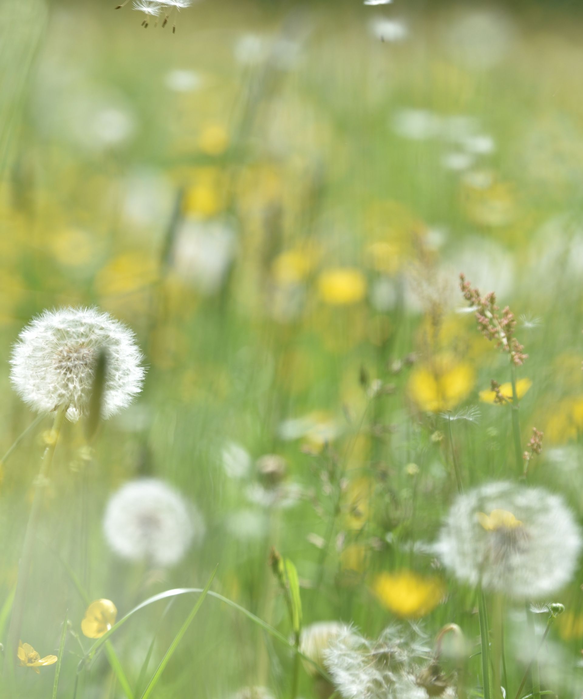 Should you make weed killer using vinegar and Epsom salts?