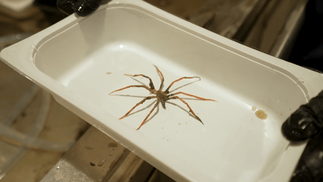 Sea spider in white tray.