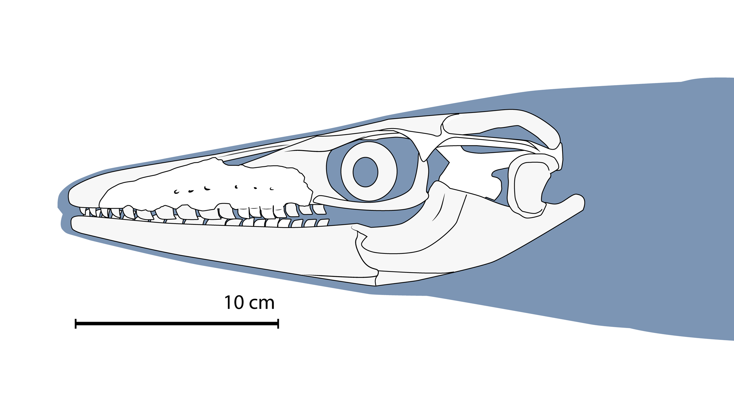 An illustration showcasing Xenodens' skull