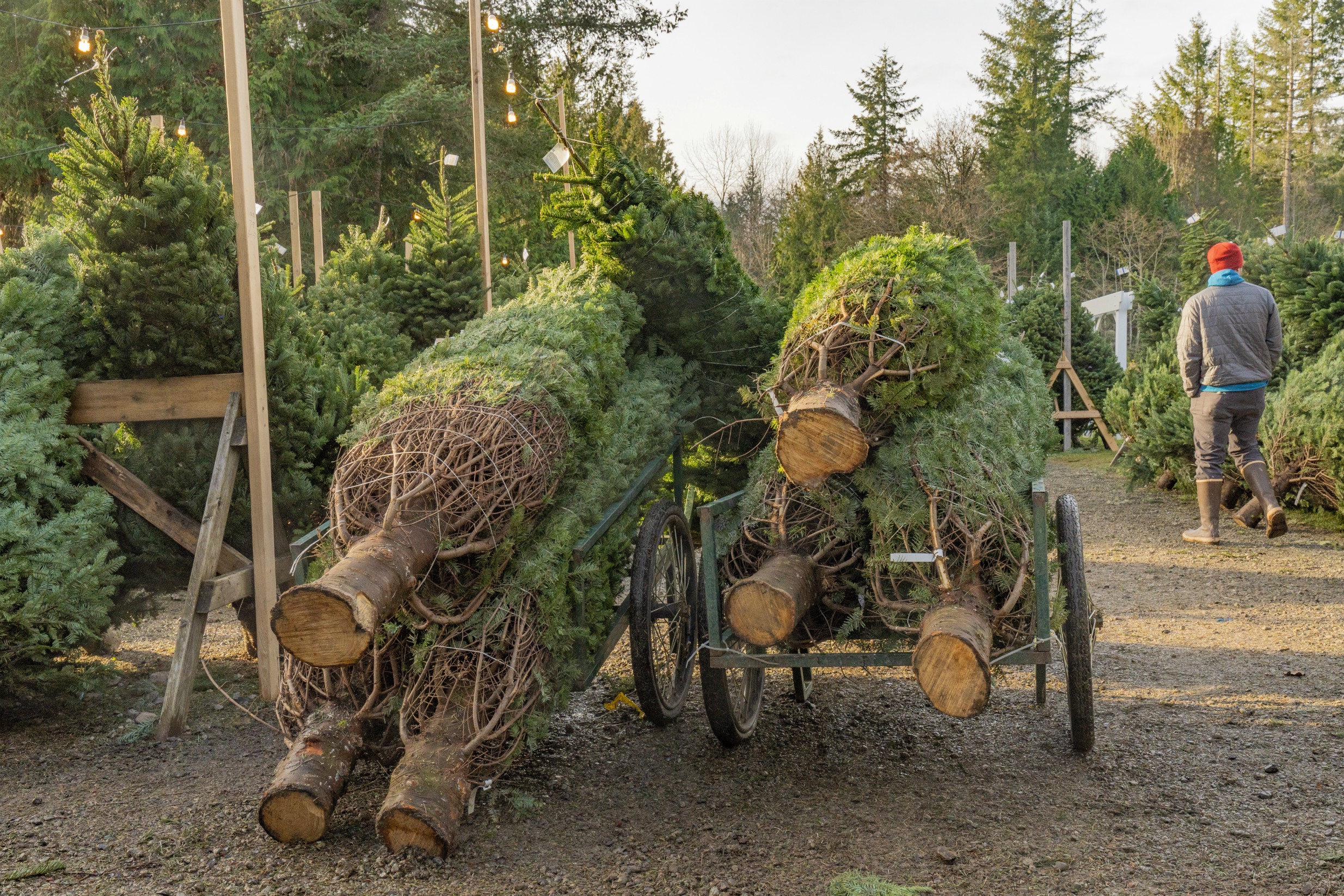 Best Christmas tree farm locations in the UK ahead of Christmas GoodTo