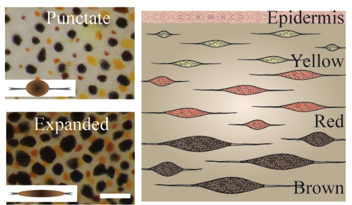 Left: Cuttlefish chromatophores change to an expanded state in response to visual cues. The scale bar measures 1 millimeter. Right: This illustrated cross-section of the skin shows the layering of three types of chromatophores.