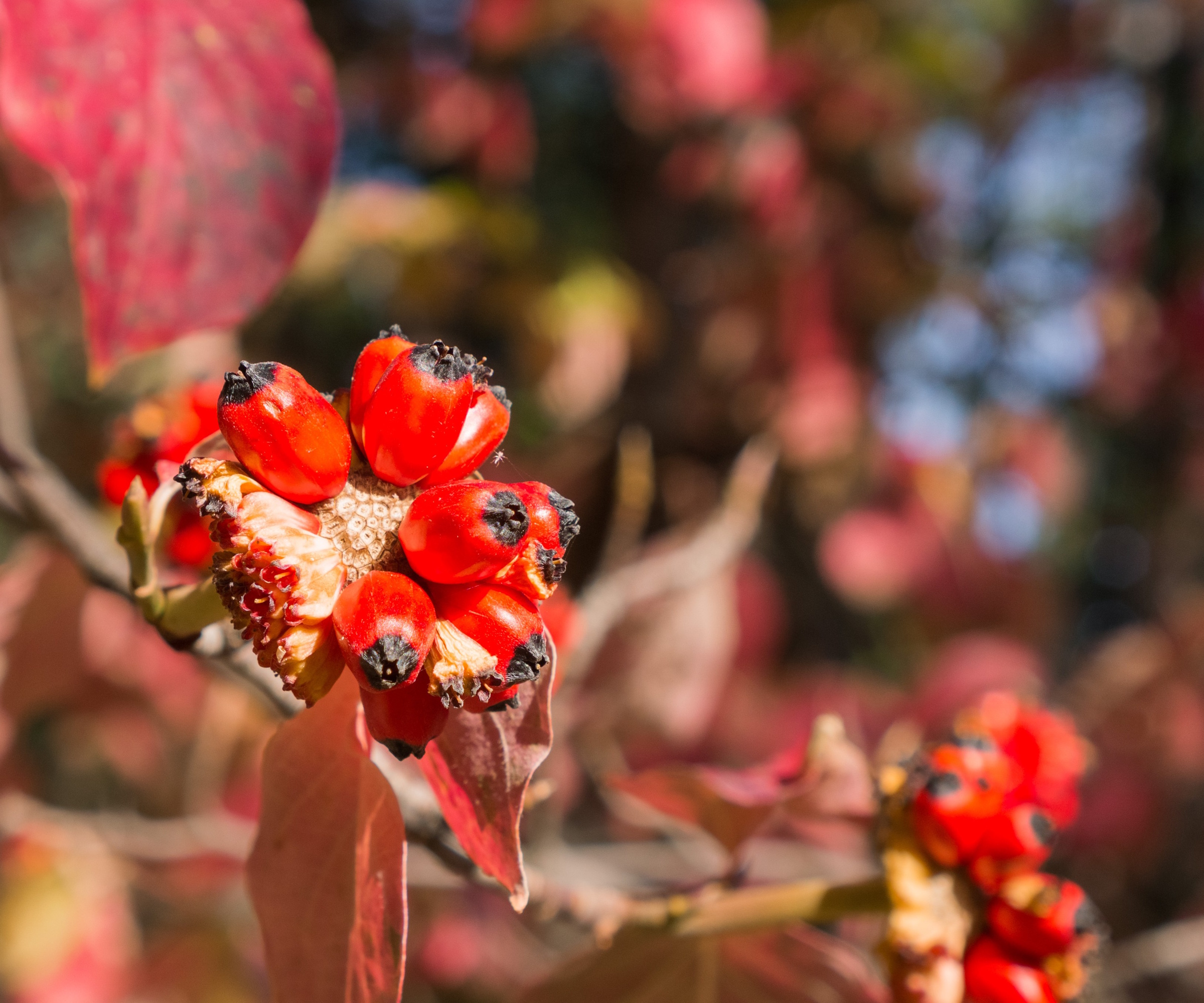 Best shrubs for fall berries 6 fruiting bushes to…