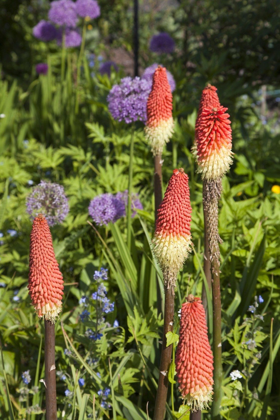 Companion Plants For Red Hot Pokers Learn About Red Hot Poker