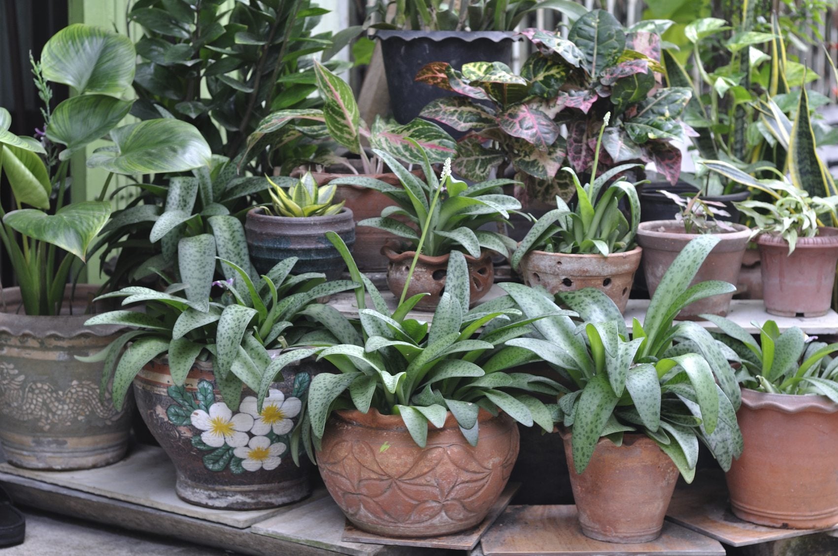 When To Bring In Potted Plants Bringing Container Plants Indoors