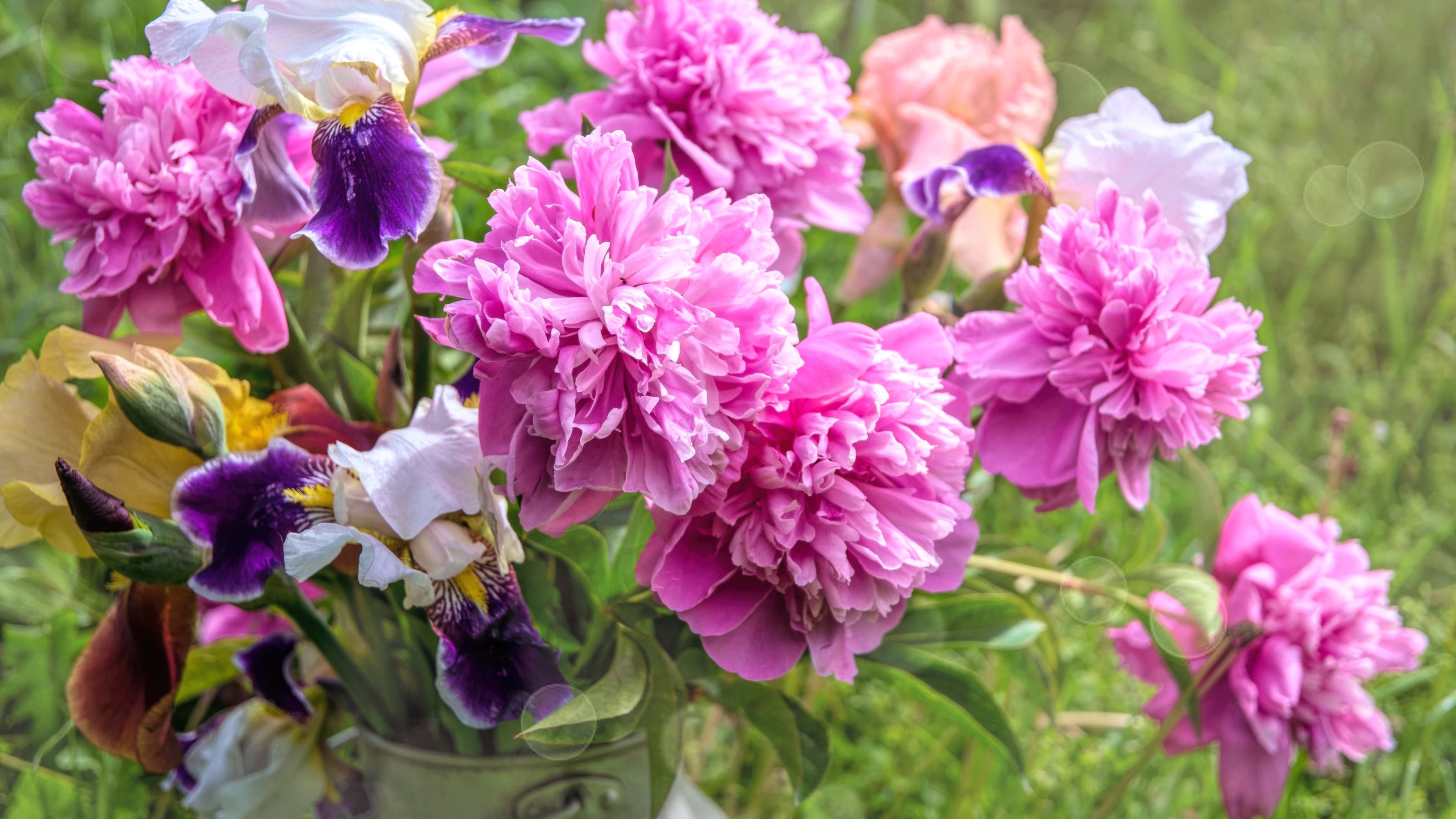 How to propagate peonies from cuttings Ideal Home