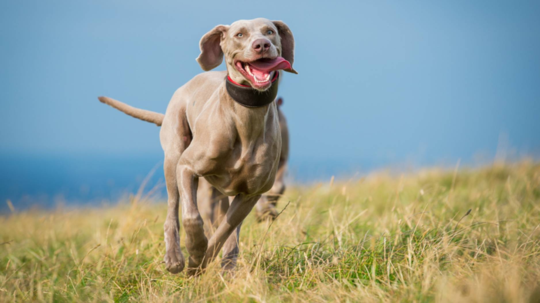 10 athletic dog breeds that were born to run and play PetsRadar
