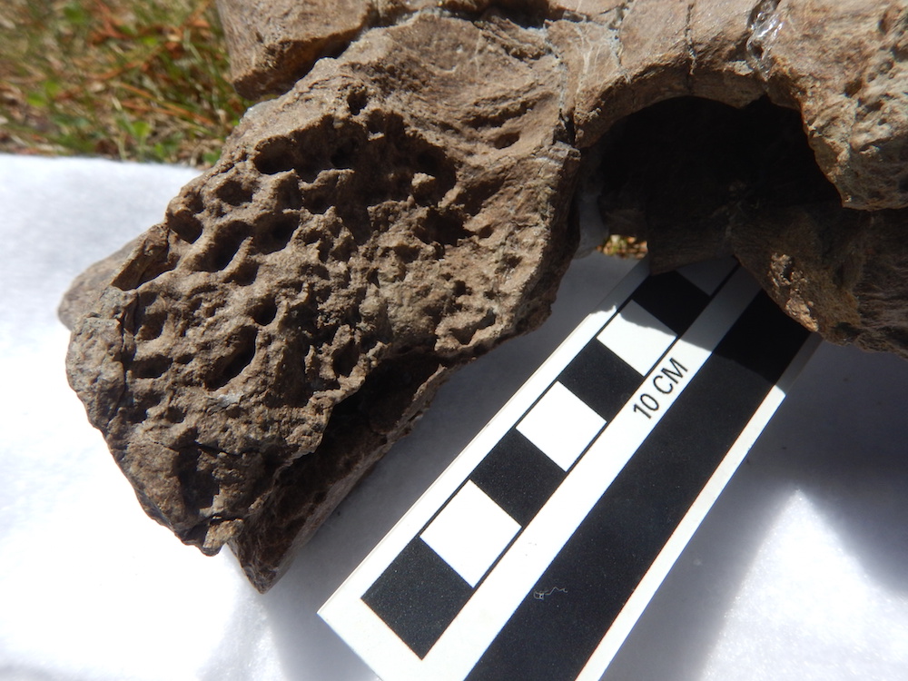 Notice the pitted bone caused by the spondyloarthropathy. This bone would be smooth if the dinosaur didn&rsquo;t have this condition.