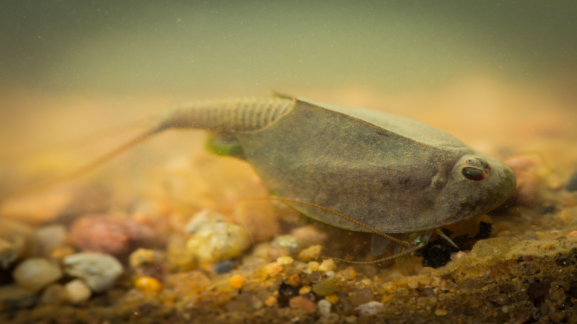 A Triops &ldquo;living fossil&rdquo; swims underwater in a vernal pool of water.