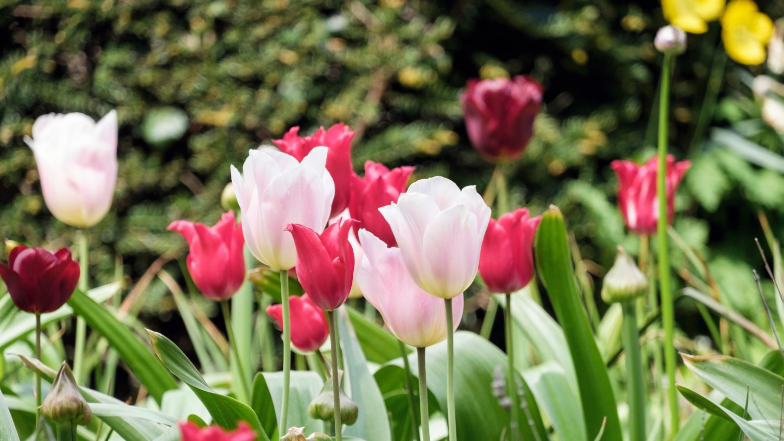 When to plant tulips for flawless flora in the spring Homes & Gardens