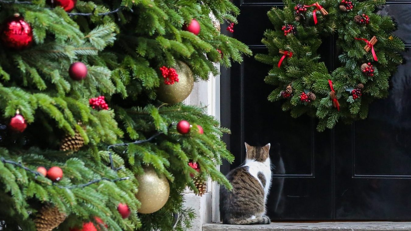 Here's all you need to know about Catproof Christmas trees Woman & Home