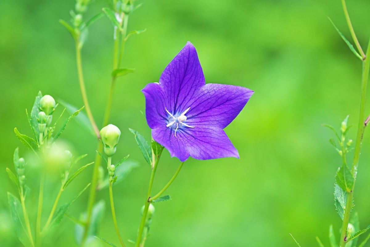 Do Balloon Flowers Need Deadheading Learn How To Deadhead Balloon Flowers Gardening Know How