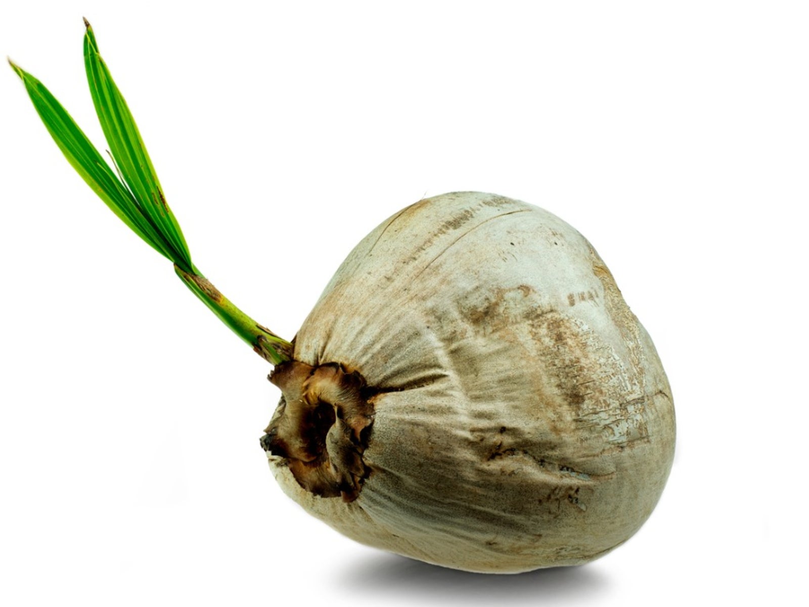 Planting Coconut Palms Growing Coconut Trees From Coconuts Gardening