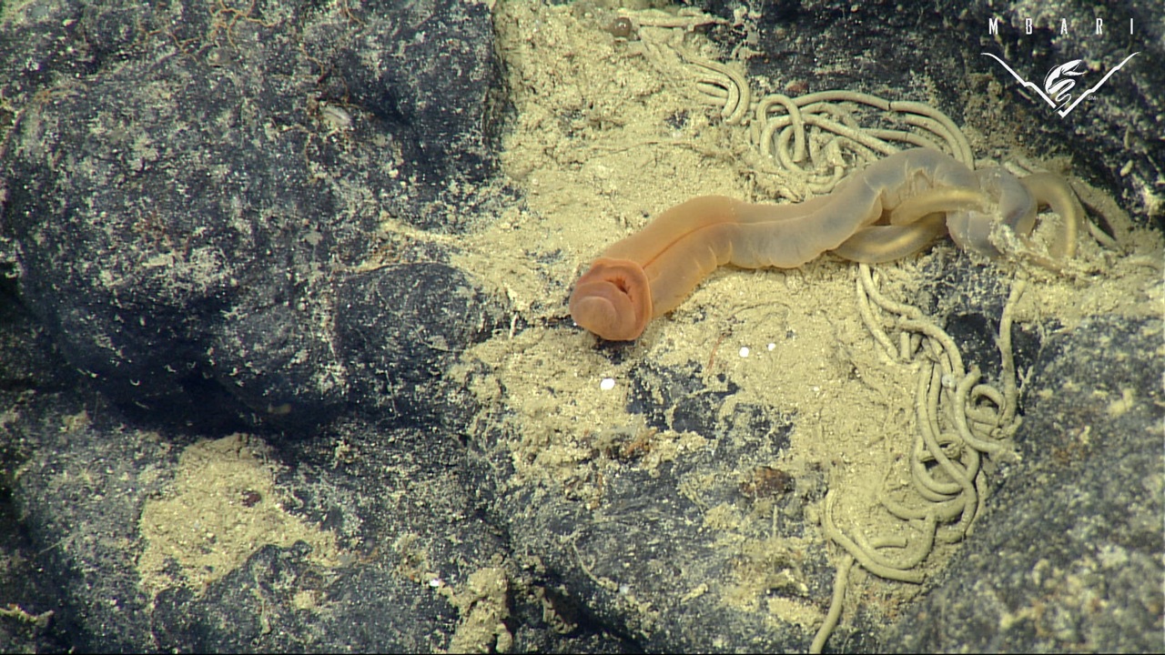 A new species of acorn worm.