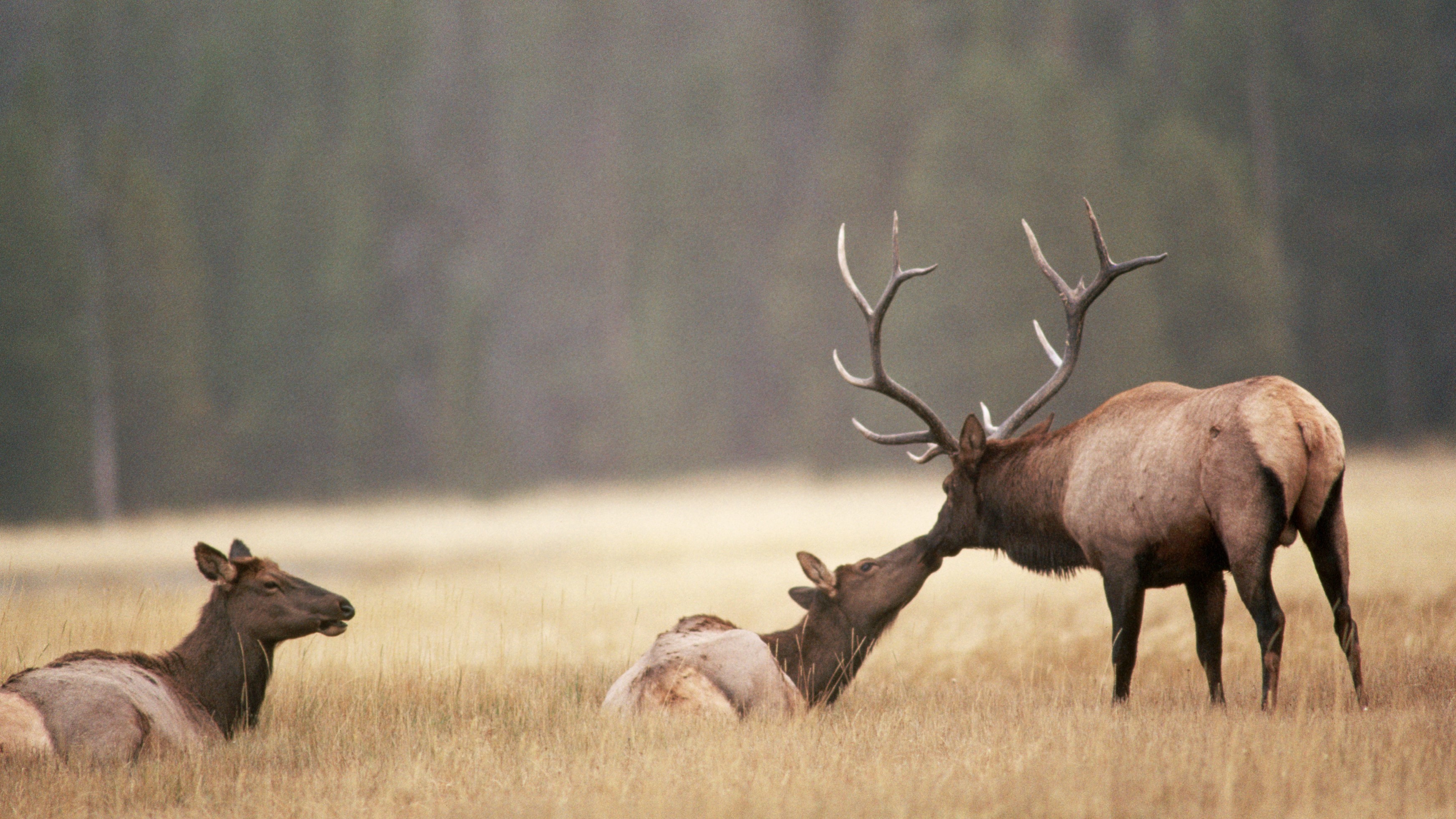 See clueless tourist get on the wrong side of bull elk guarding his