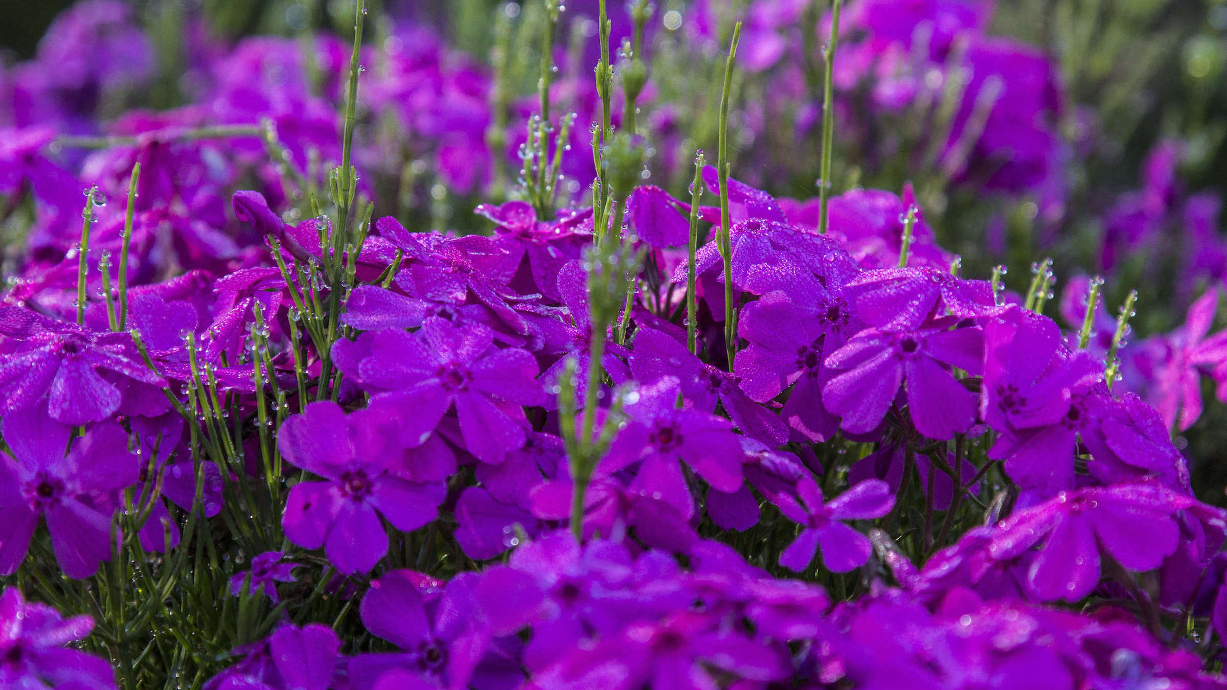 The pink flower Phlox subulata blooms in the early spring.