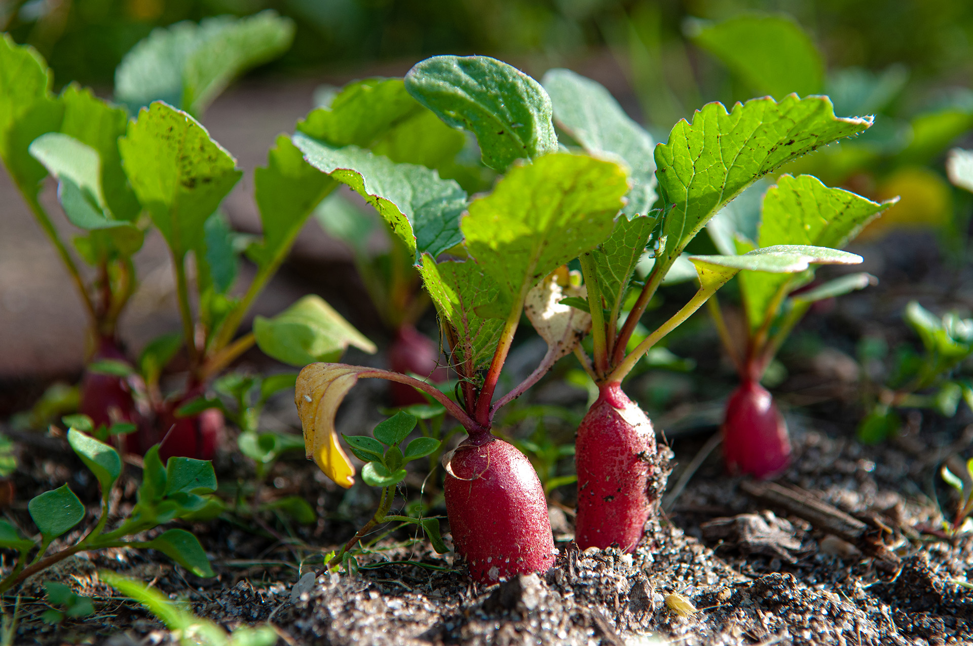 How to grow radishes Homes & Gardens