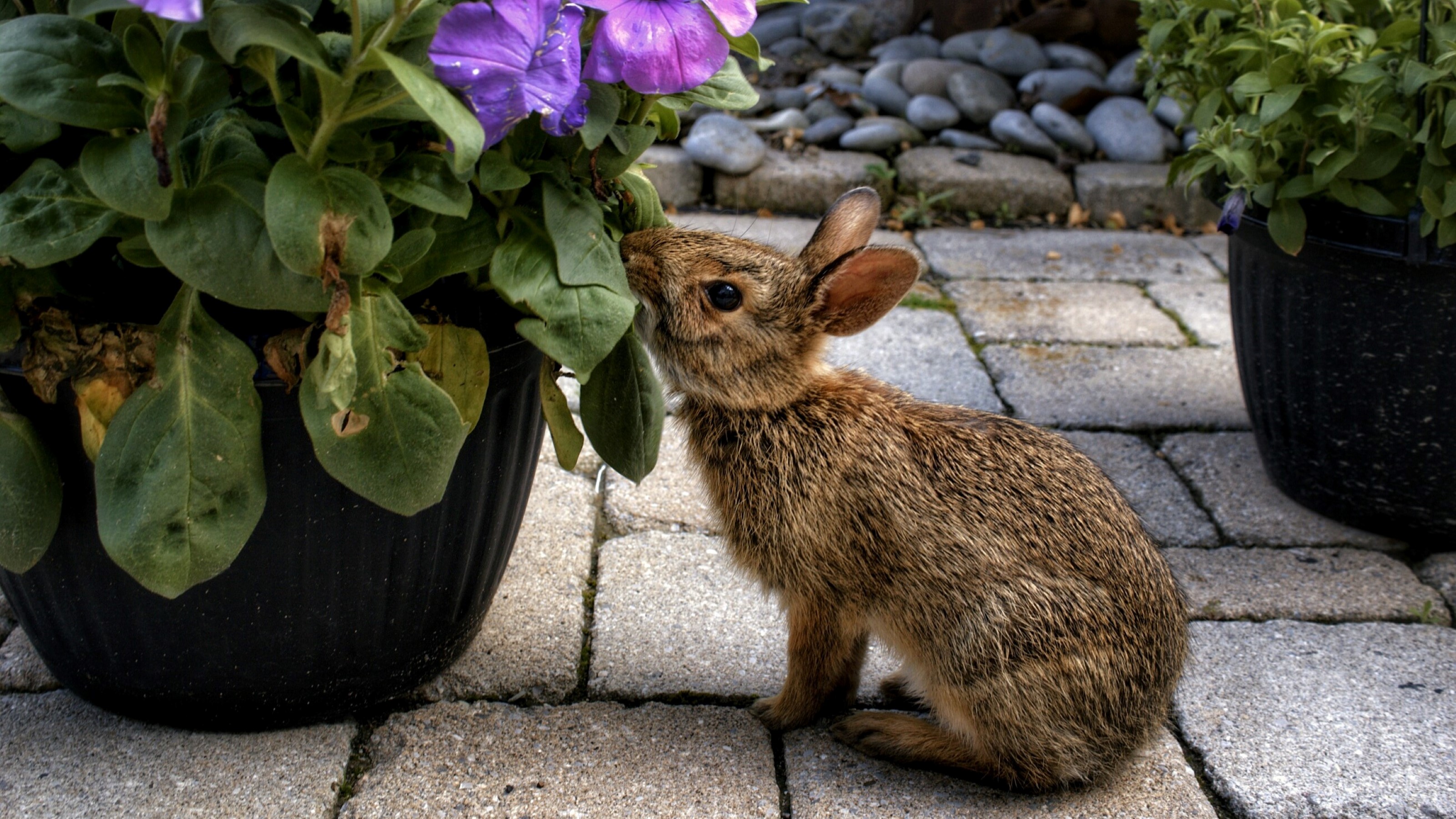 How to keep rabbits out of the garden 7 kind methods to save your
