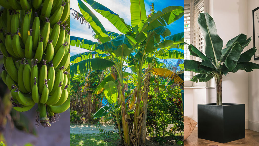 Banana Plants Planting at Grace Beeman blog