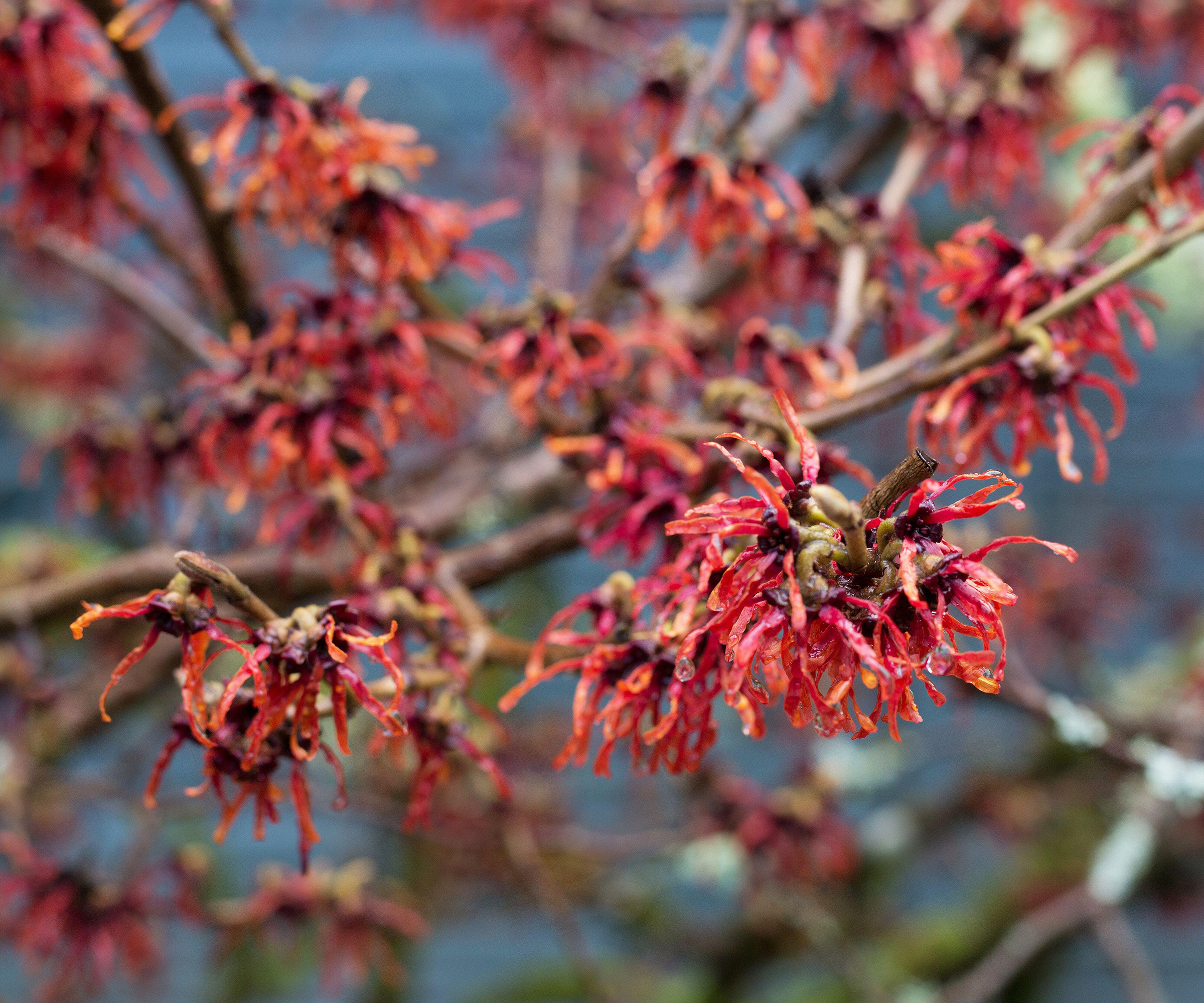 Witch Hazel plant care and growing guide Homes and Gardens