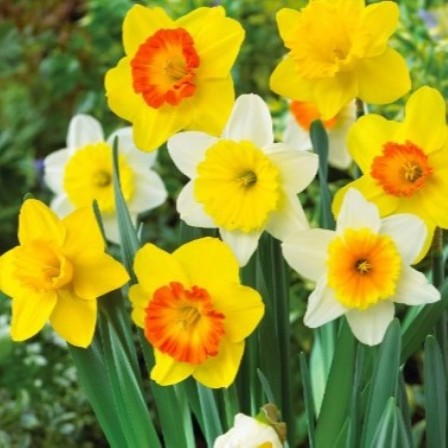 The 5 best bulbs to plant in containers now Livingetc