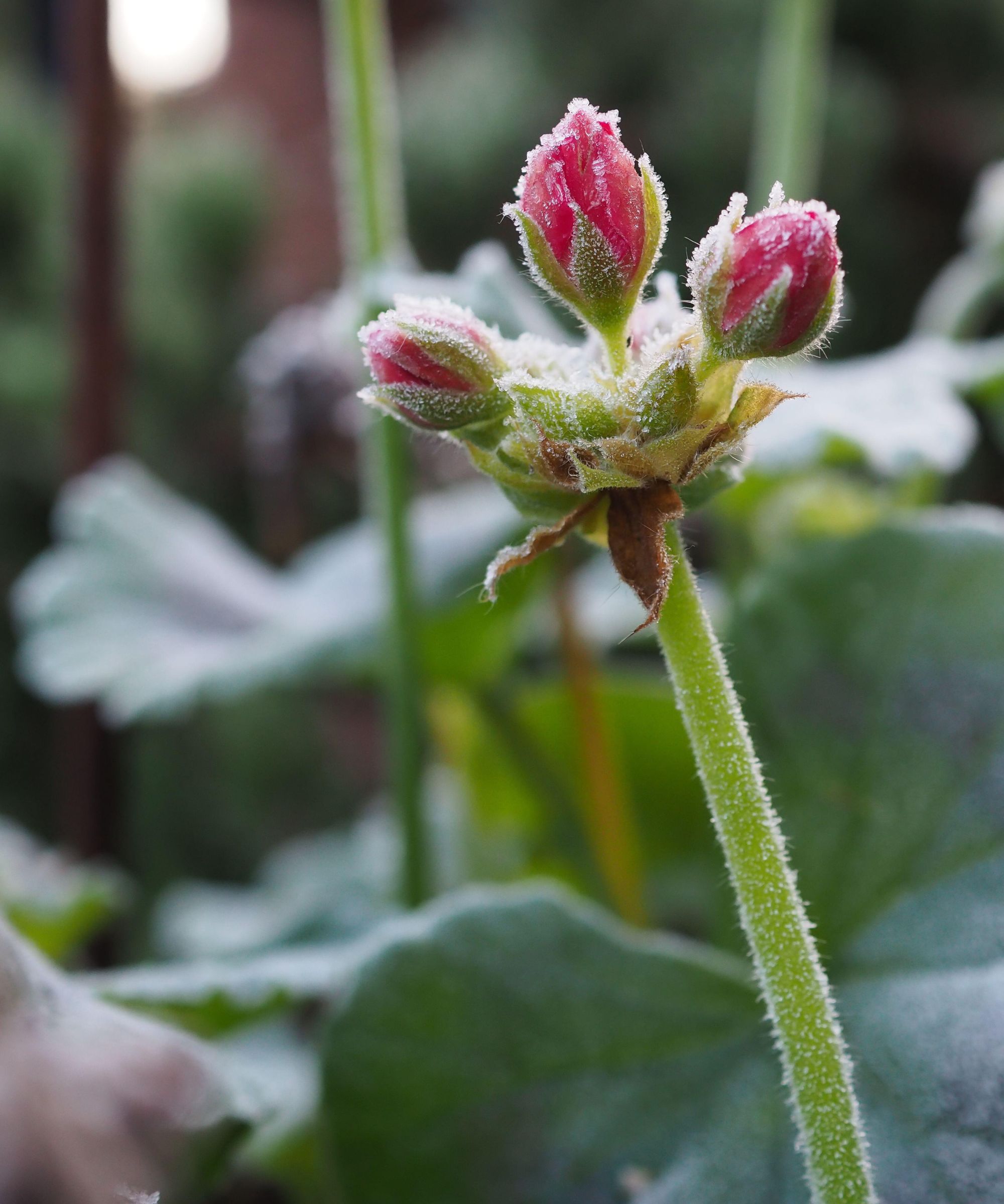 Should I water my plants before a frost? Experts advise Homes & Gardens