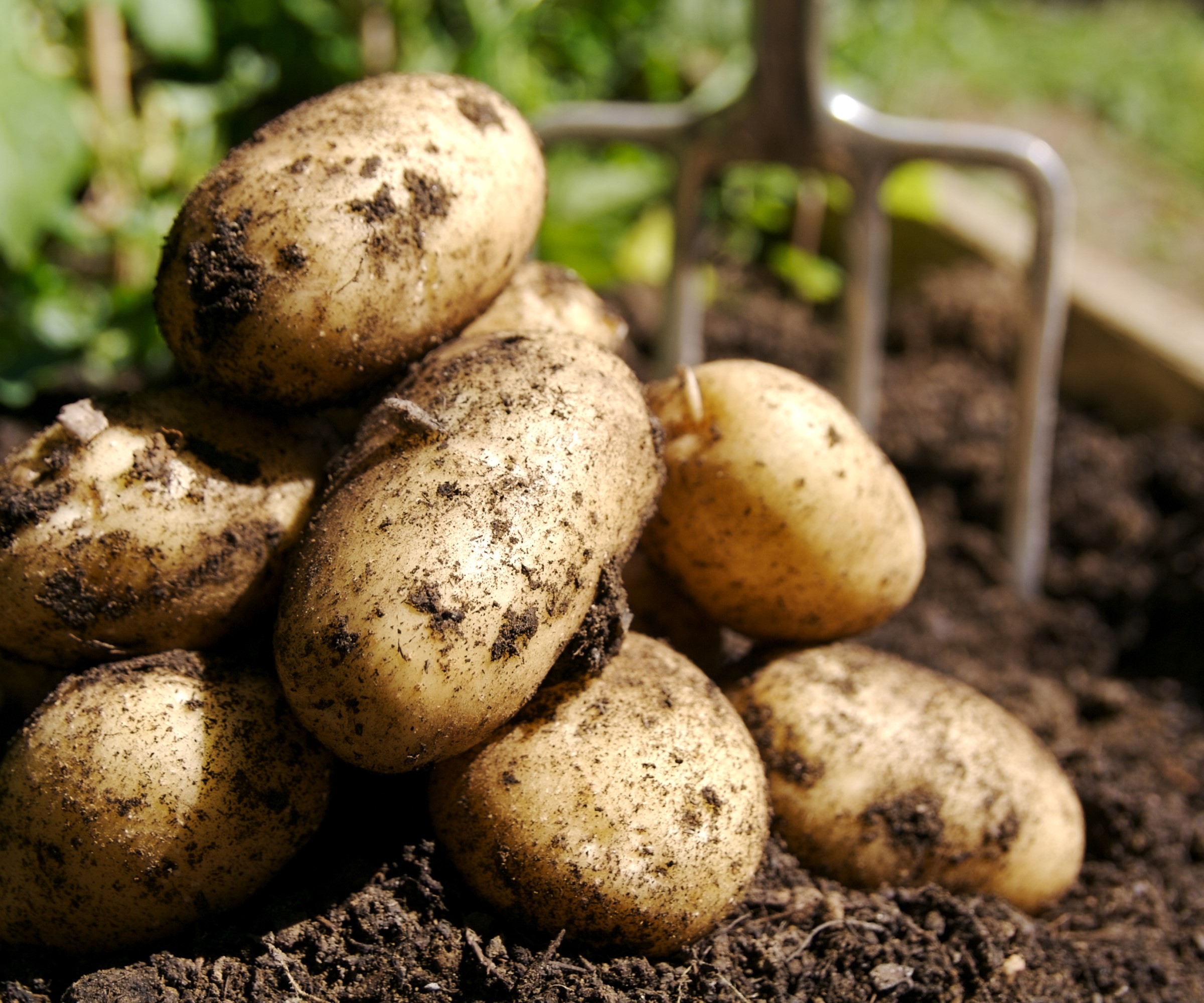 How to fertilize potatoes expert tips for feeding crops Homes and