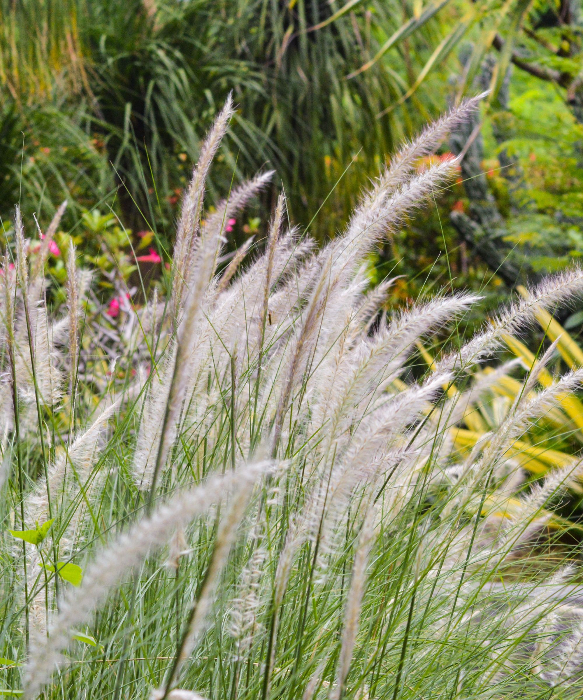 Planting ornamental grasses — the best types experts…