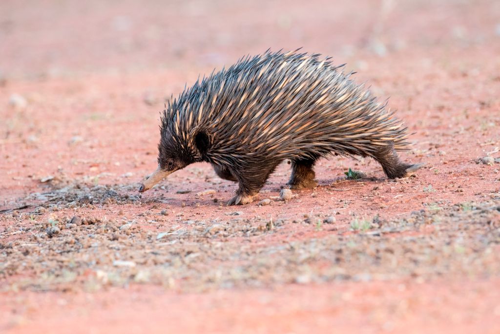 Short-beaked echidna - a rare egg-laying mammal
