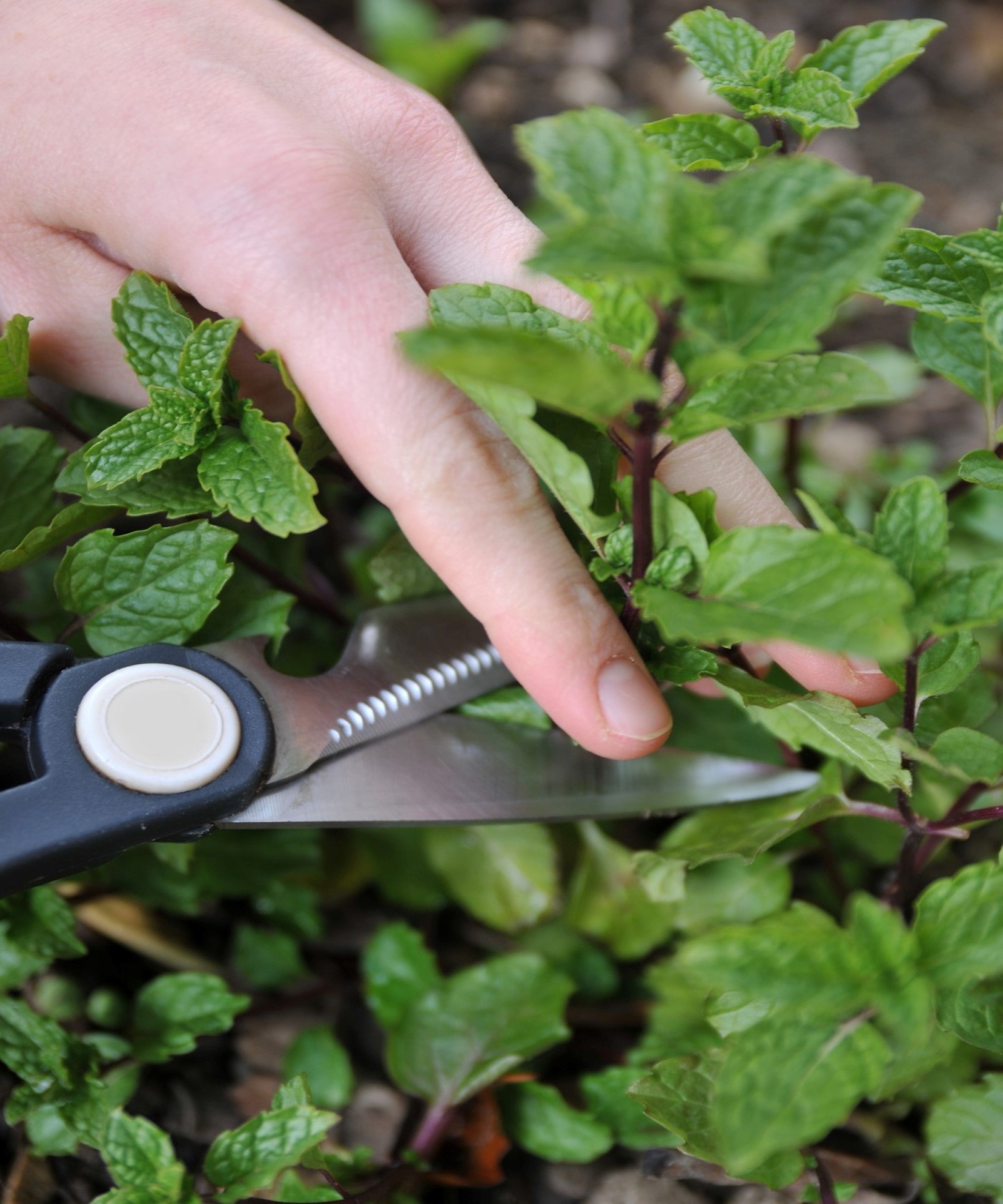 How To Prune Mint Plants In Pots at Donna Jacobson blog