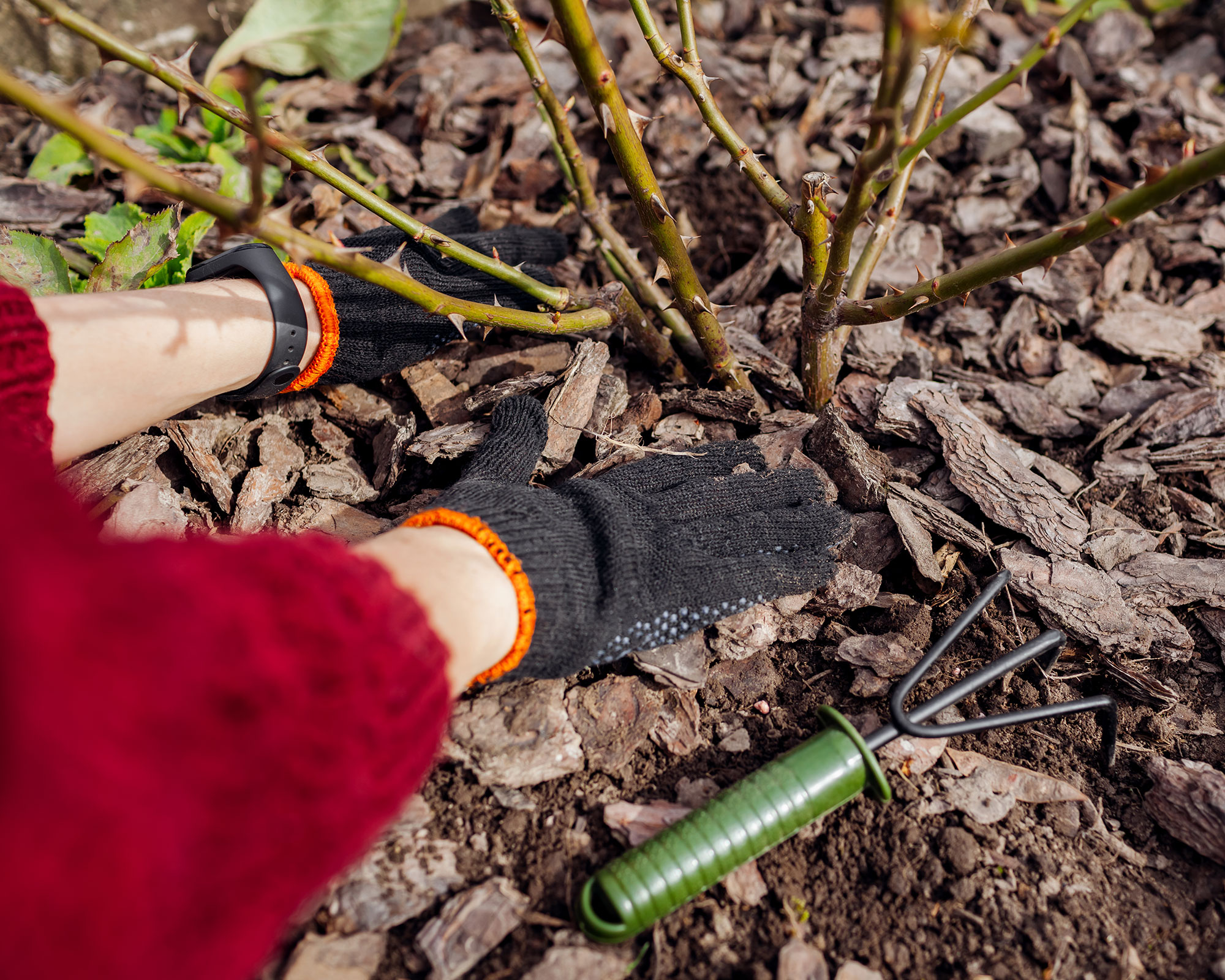 Winterizing roses how to help your plants in cold weather Gardeningetc