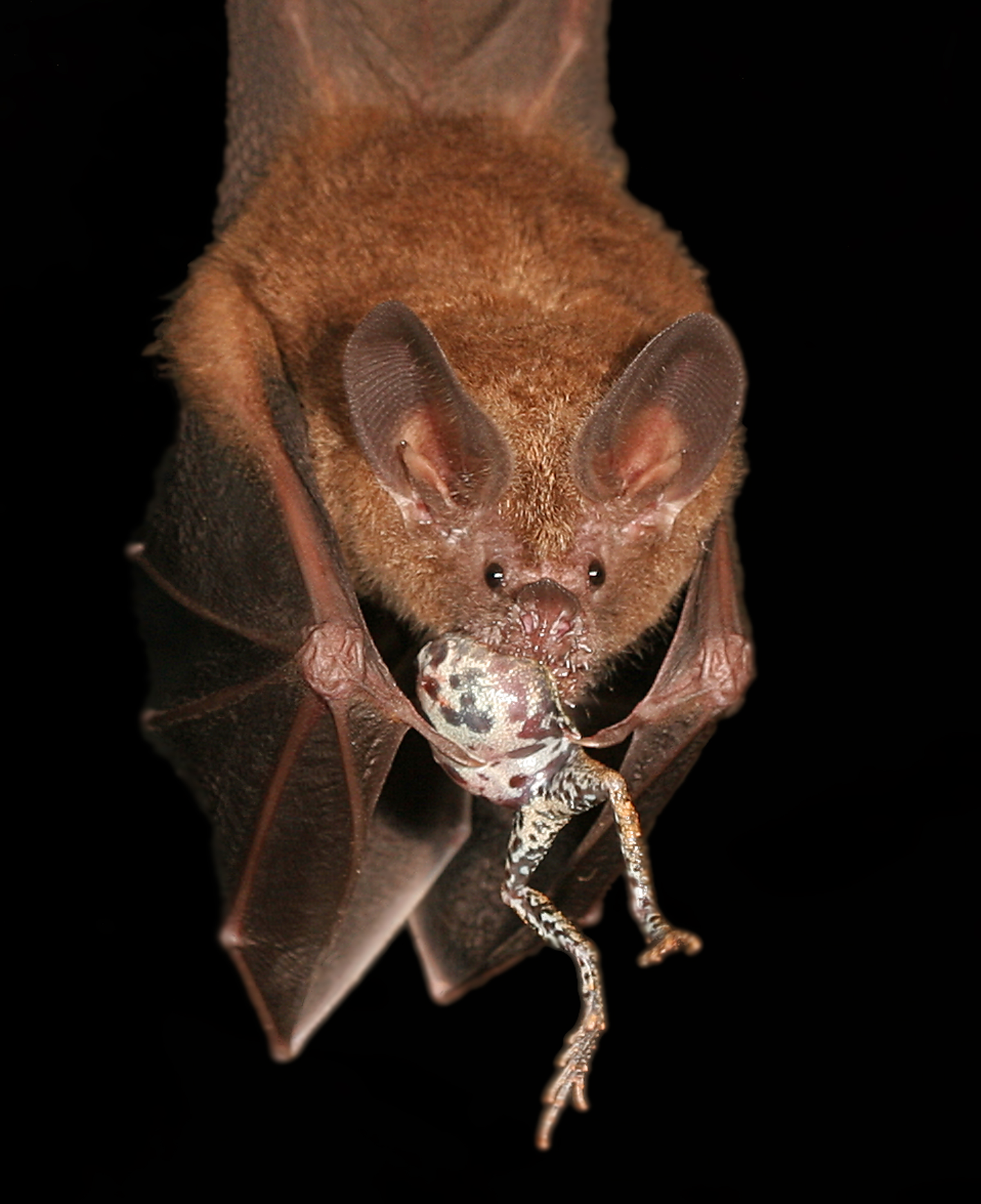 A bat locates its dinner by tuning into a frog’s mating call.