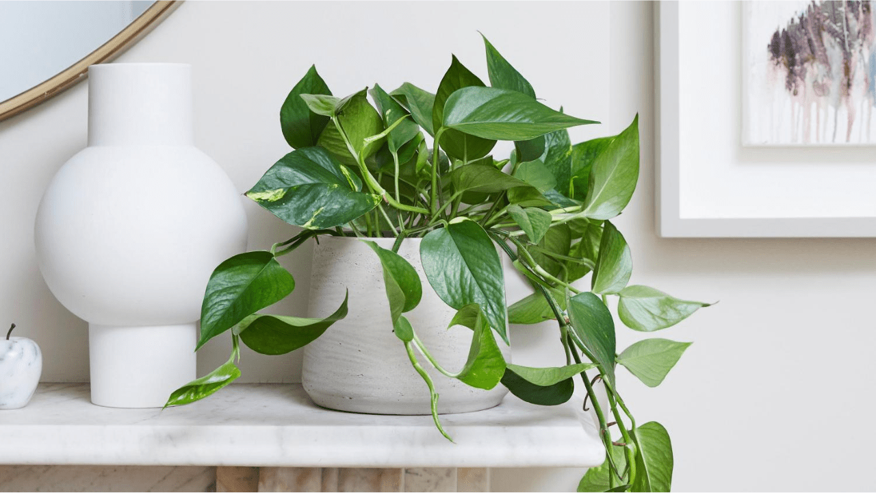How to keep your houseplants alive when you go on holiday T3