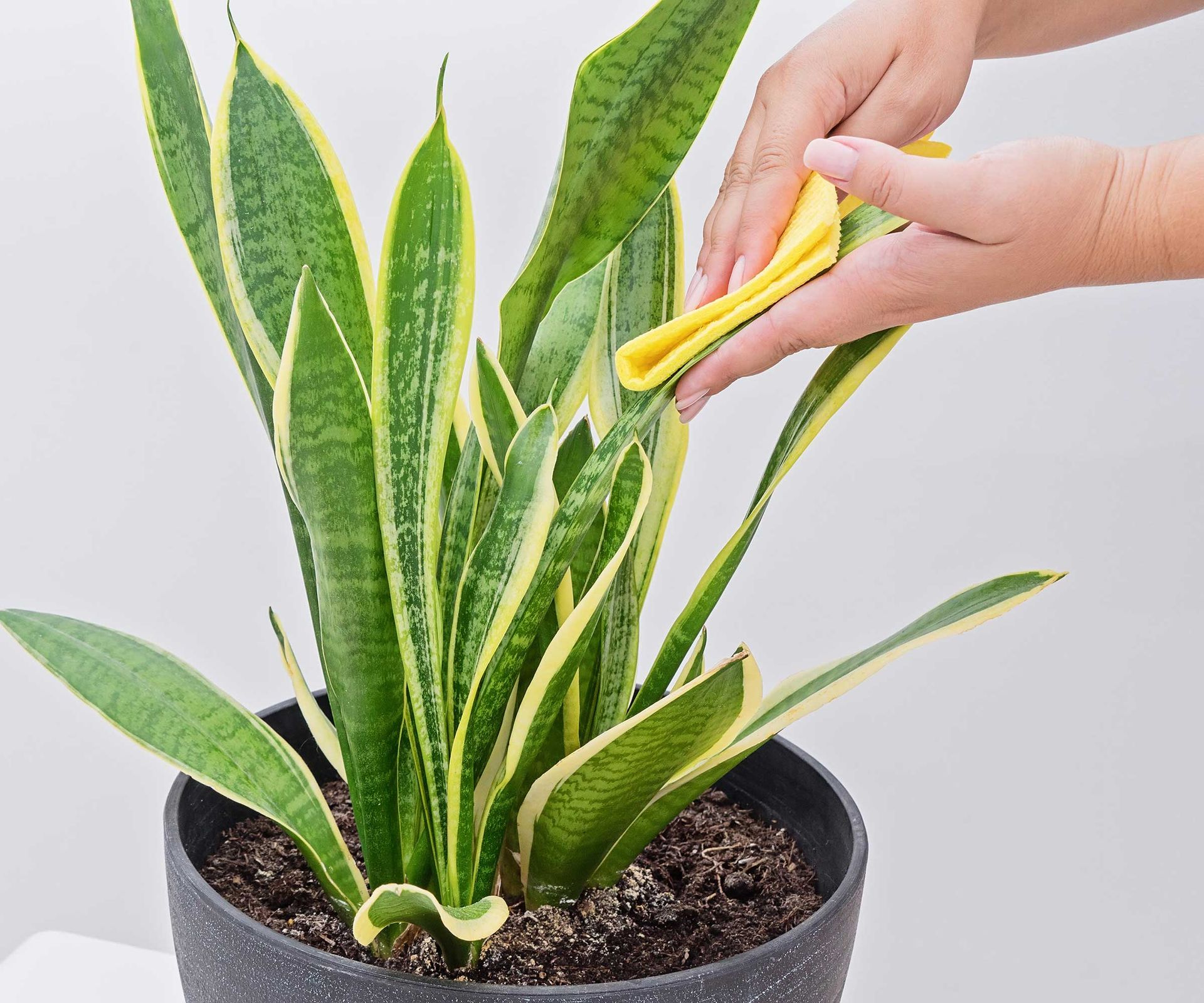 Why is my snake plant dying? Potential reasons and solutions Homes