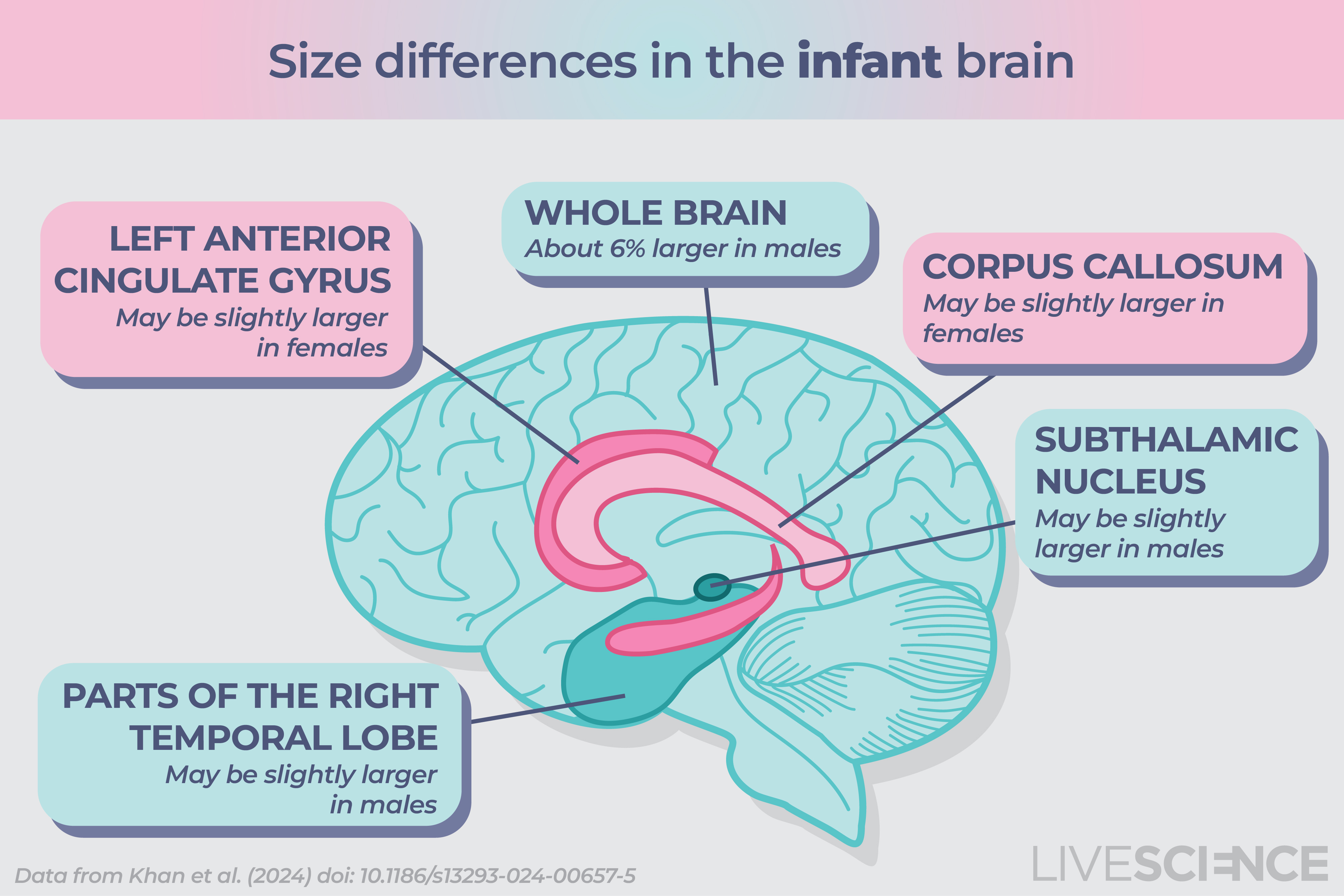 An infographic of size differences based on sex in the infant brain. Males have a 6% larger brain overall, and may have a slightly larger right temporal lobe and subthalamic nucleus. Females may have a slightly larger left anterior cingulate gyrus and corpus callosum.