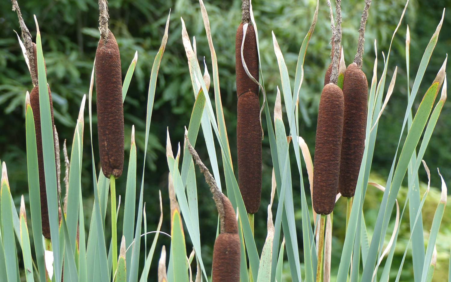 Cattails