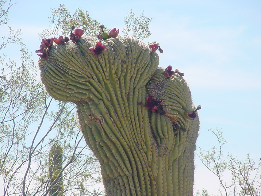 crested saguaro