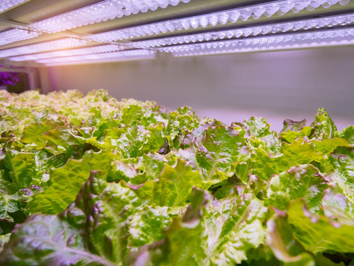 Greenhouse Lighting Guide Understanding Common Grow Light Terms