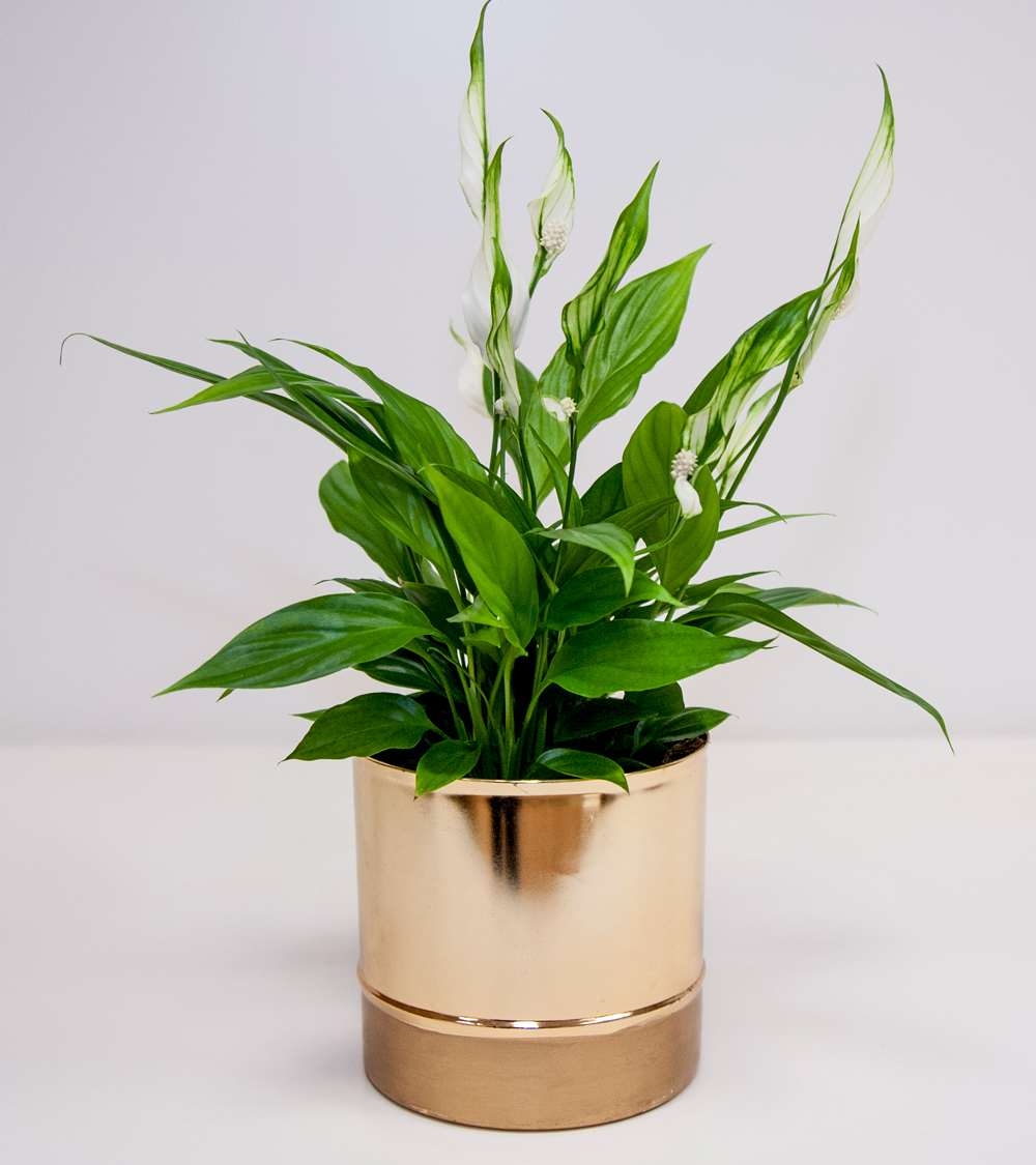 New Lidl plants encourage us to bring the great outdoors in Ideal Home