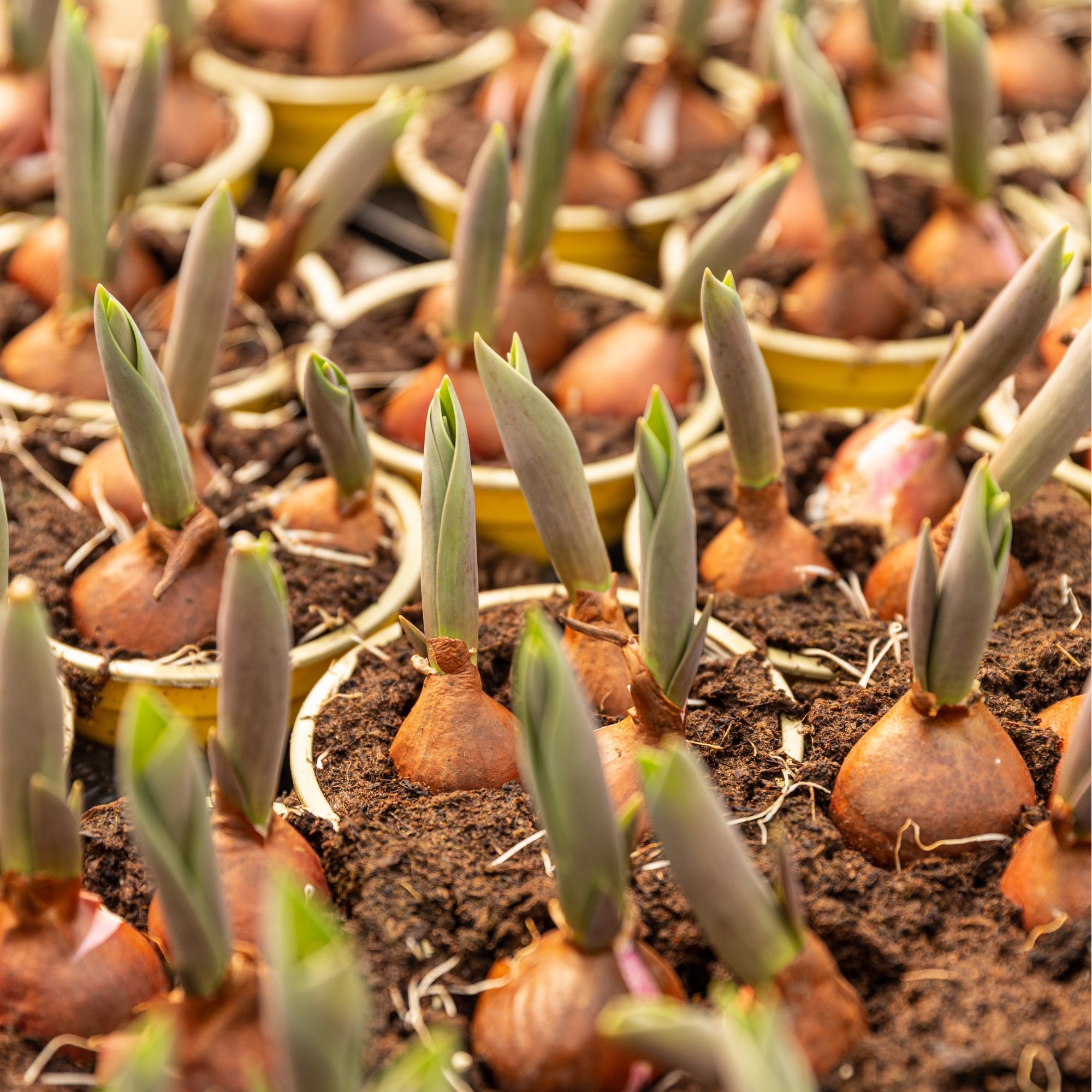 How to plant tulips in pots a stepbystep guide Ideal Home