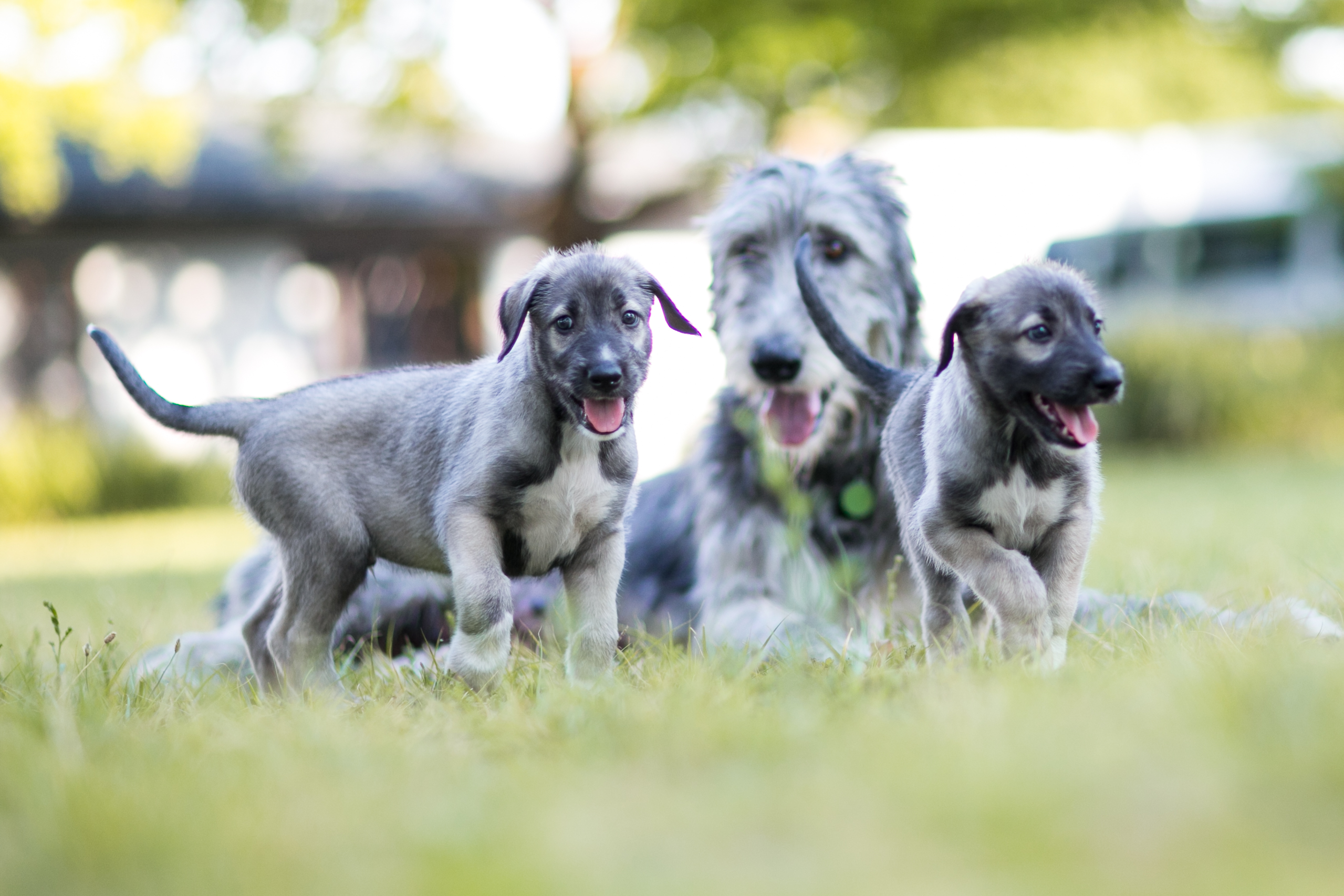 The puppies are identical twins, but they do have slightly different white markings on their mostly-gray fur.